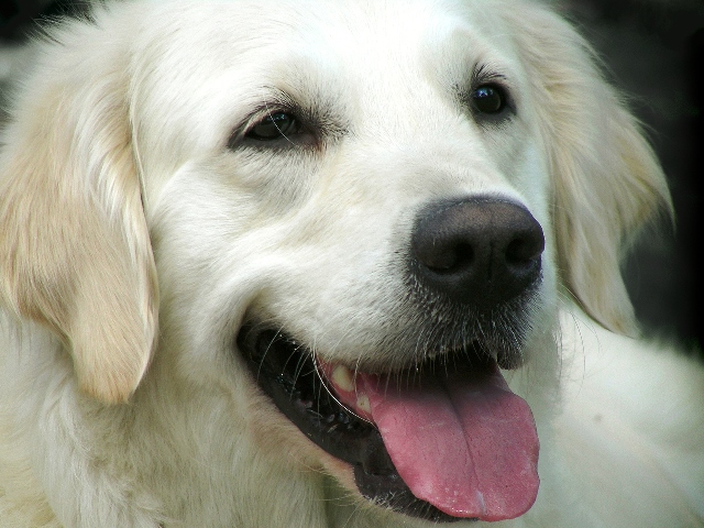 Meu pet pode ser prejudicado pelo surto de ‘Aedes aegypti’?