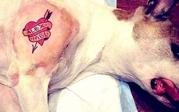 Tatuador americano desenha coração em sua cadela, anestesiada após uma cirurgia