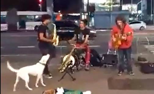 Cachorro gostou muito (ou não gostou nada) do som dessa banda tocando na Avenida Paulista