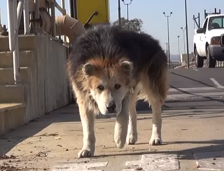 Vídeo emocionante de resgate de cachorro idoso tem mais de 1,5 milhão de visualizações