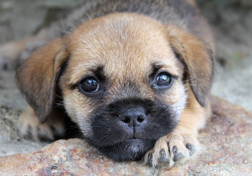 Oito motivos para adotar um cachorro vira-lata