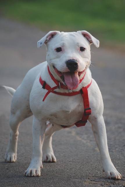 Curso beneficente de primeiros socorros para cães e gatos acontece neste sábado (28)