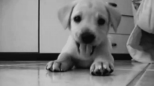 Adote um animal e ganhe um kit com ração, avaliação veterinária, anti-pulgas, brinquedos…