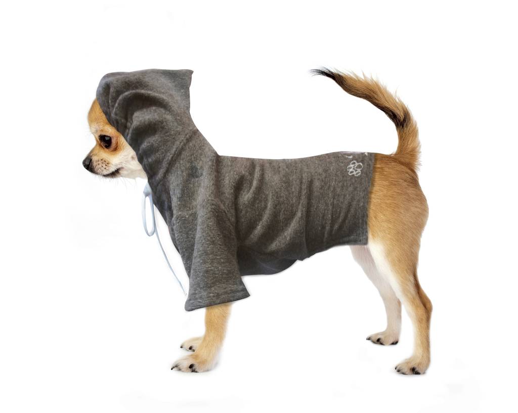 Dogs na passarela: coleção de inverno