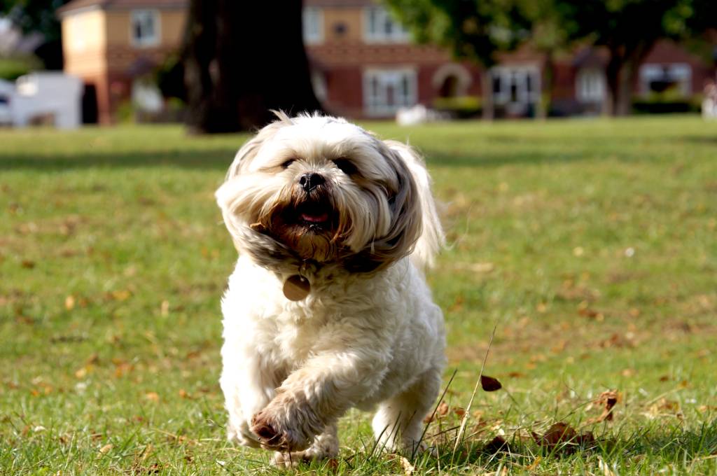 Duas cãominhadas estão programadas para os próximos dias, uma na Granja Viana e outra na Chácara Klabin
