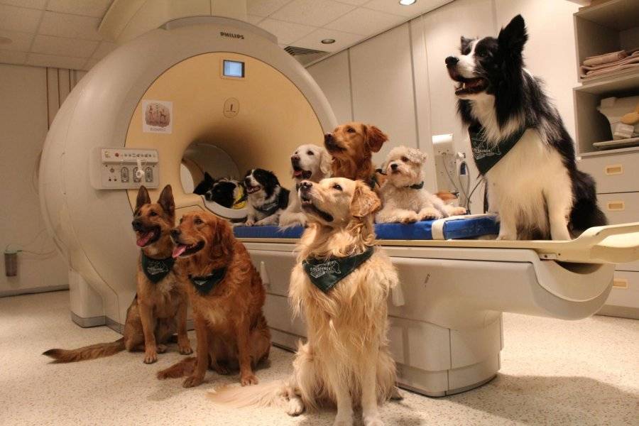 Cães entendem palavras e entonações de voz, diz pesquisa