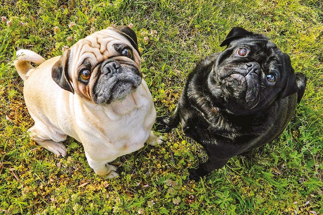 dogs_pugs_cute-jpg