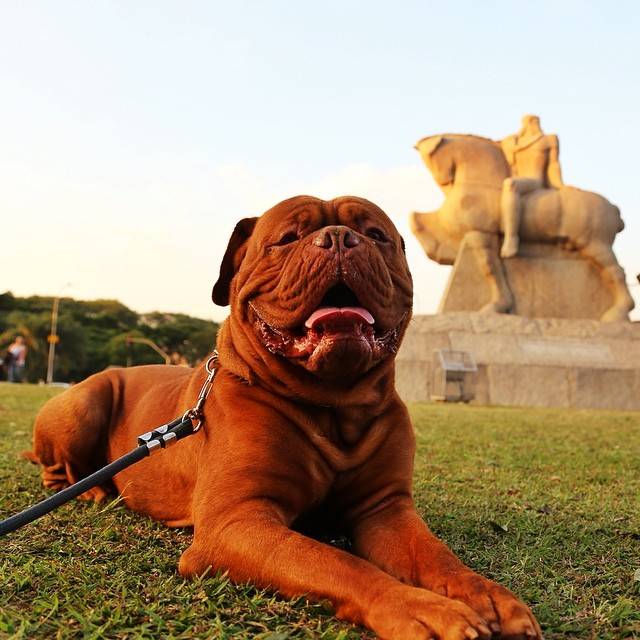 Vencedores da missão: “Pets: um passeio no parque”