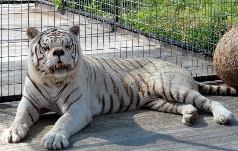 A história de Kenny, um tigre-de-bengala branco que tinha Síndrome de Down