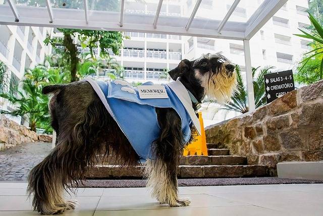 ONG Mata Ciliar inaugura novo recinto para felinos. Um dos moradores será a onça-pintada Felipe