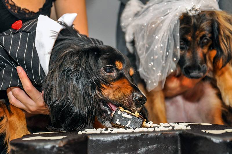 Empresa organiza casamentos, aniversários e outras festas para cachorros