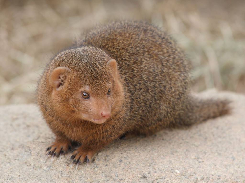 dwarf_mongoose_korkeasaari_zoo