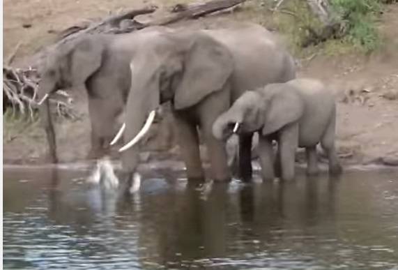 Que susto! Elefante é atacado por jacaré enquanto bebia água