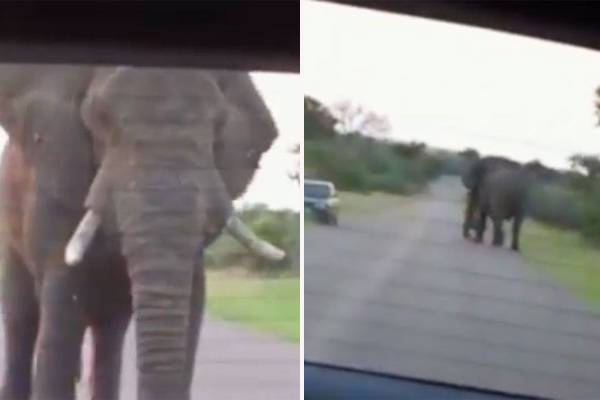 Turistas são “cercados” por elefantes em momento tenso em parque