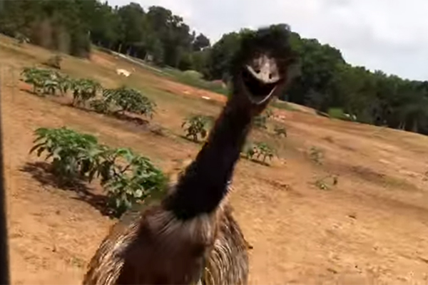 Mulher se desespera com “ataque” de ema em safári e o resultado é cômico