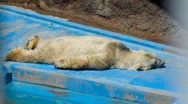 Urso polar vive depressivo em zoológico na Argentina e cria mobilização de protetores de animais