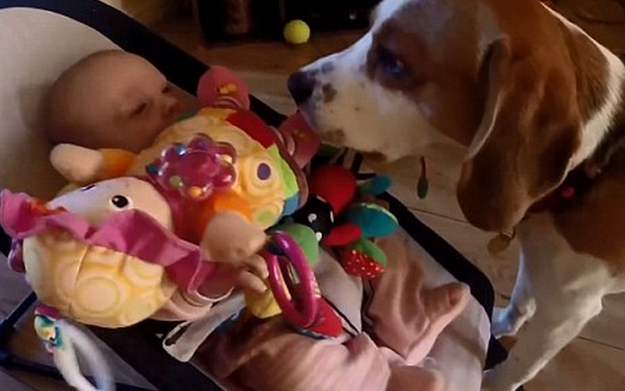 Após roubar brinquedo de bebê, cachorro se sente culpado e “pede desculpa”; assista