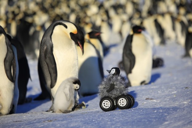 Cientistas fantasiam carrinho como filhote de pinguim e o resultado é curioso