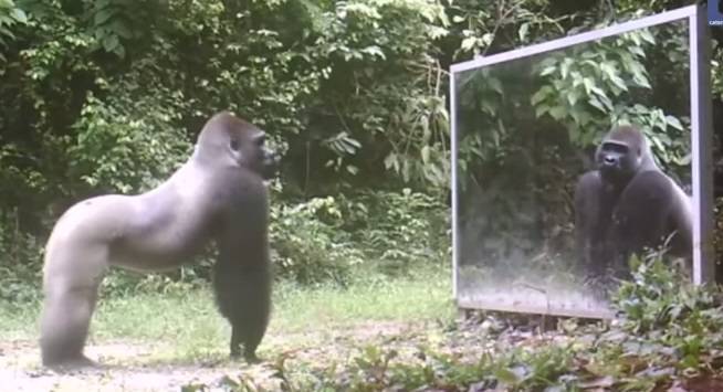 Vídeo mostra como animais reagem ao ver seus reflexos no espelho. Assista