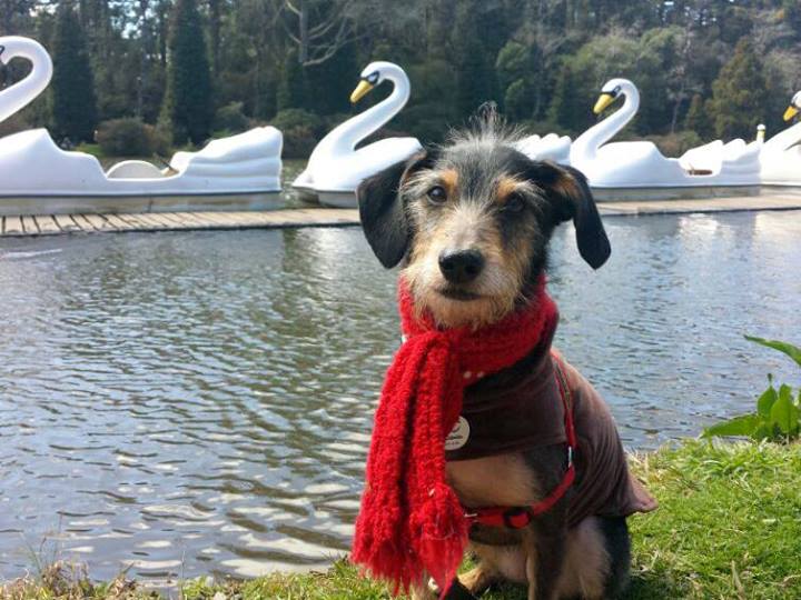 Os melhores momentos da vira-lata Estopinha, mascote do Dr. Pet