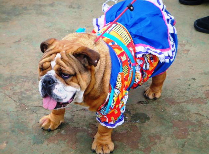 Dica de duas festas julinas para seu cachorro