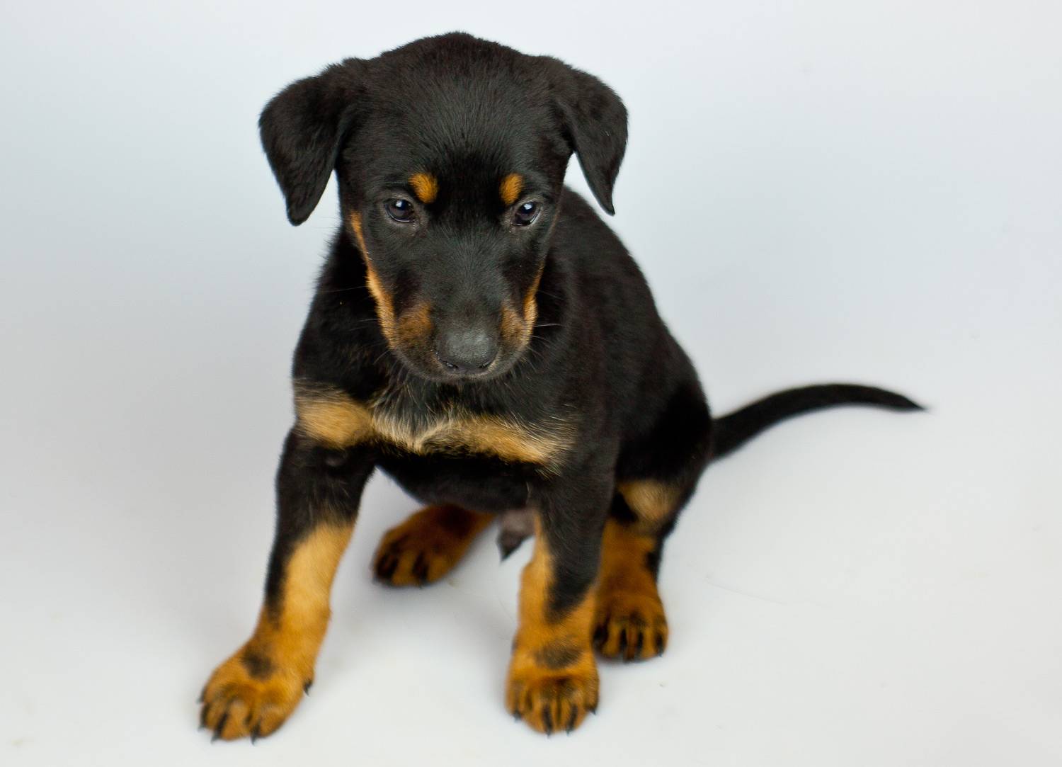 Meu novo cãozinho não para de chorar quando é deixado do lado de fora do quarto. O que fazer?