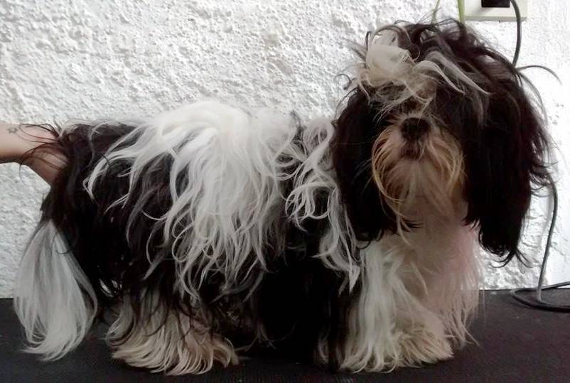 Antes e depois: shih tzu de pelos encaracolados vira diva de fios lisos
