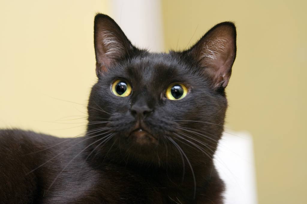 Deixem os gatos pretos em paz!