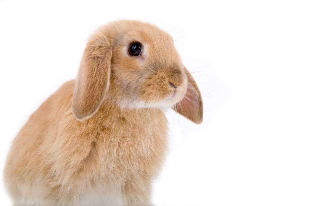 A época dos dentuços