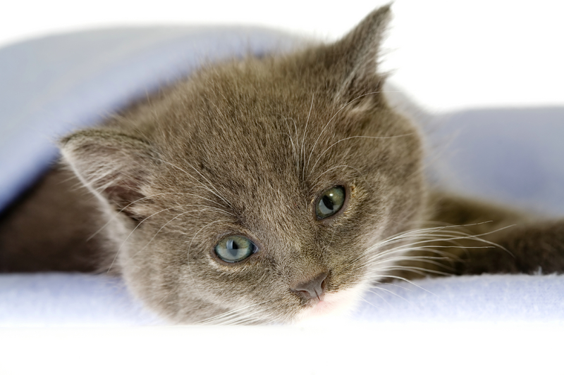 Ajude um animal a ficar quentinho