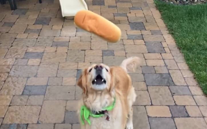 Cachorro ruim de mira não consegue abocanhar nada que é jogado para ele comer. Assista ao vídeo