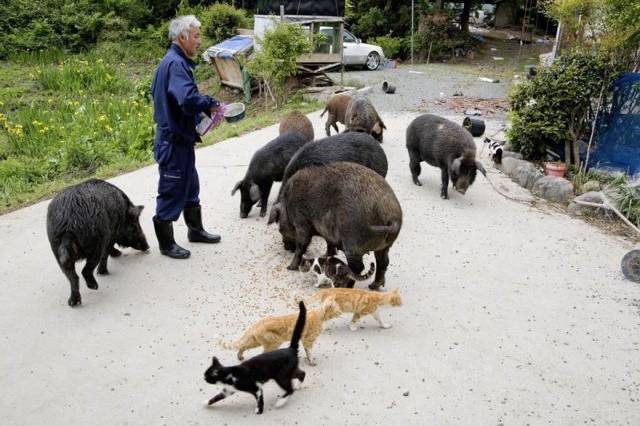 fukushima-radioactive-disaster-abandoned-animal-guardian-naoto-matsumura-14