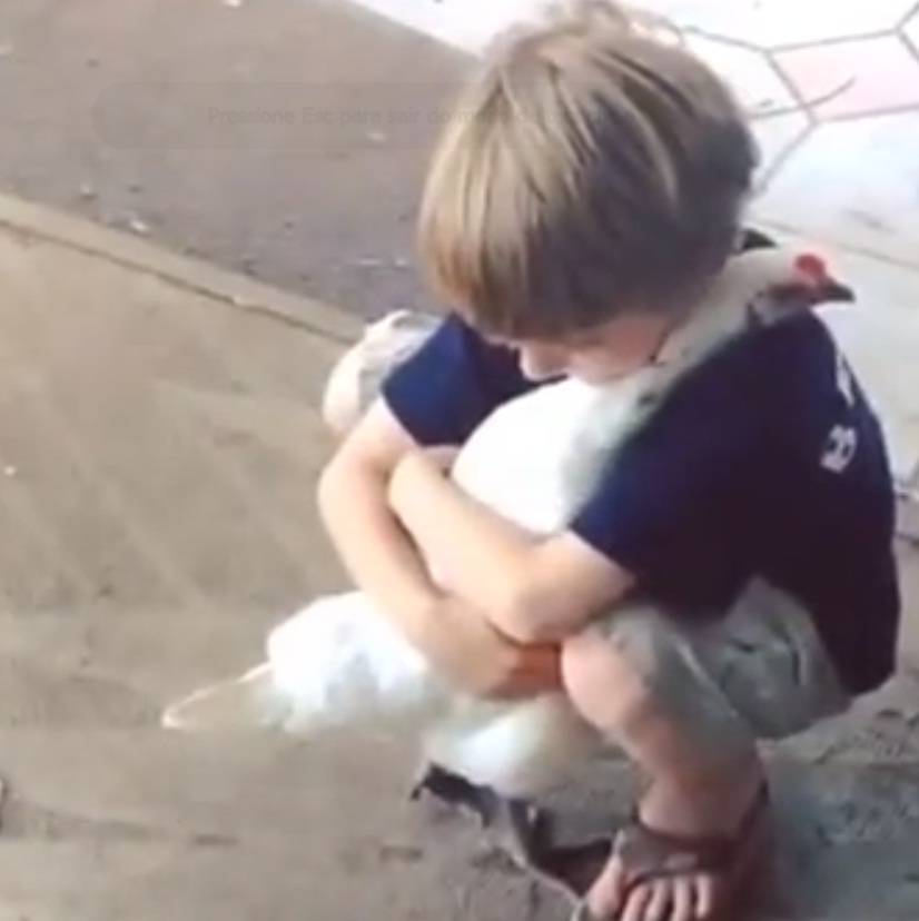 Vídeos fofos: uma galinha que dá abraços e um peixe que adora carinho