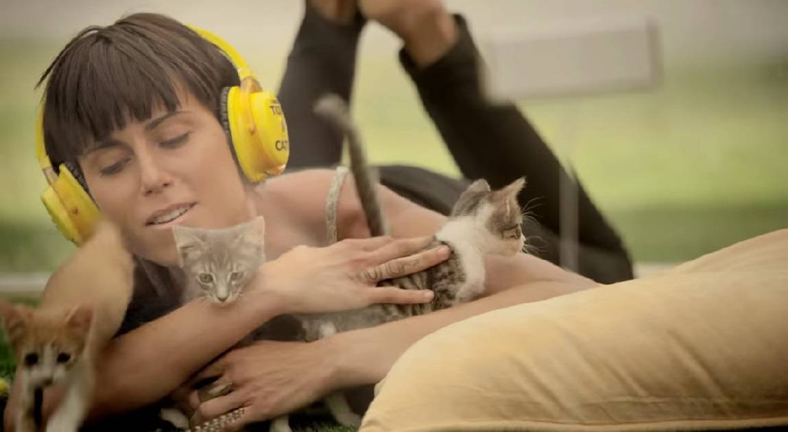 Para ajudar pessoas a se livrar do estresse do dia a dia, canal do YouTube as surpreende com gatinhos em vídeo fofo