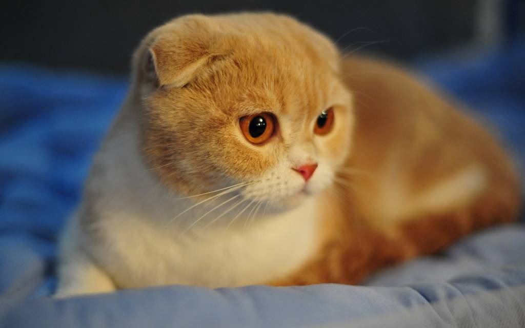 Exposição da gatos na Cobasi Villa-Lobos