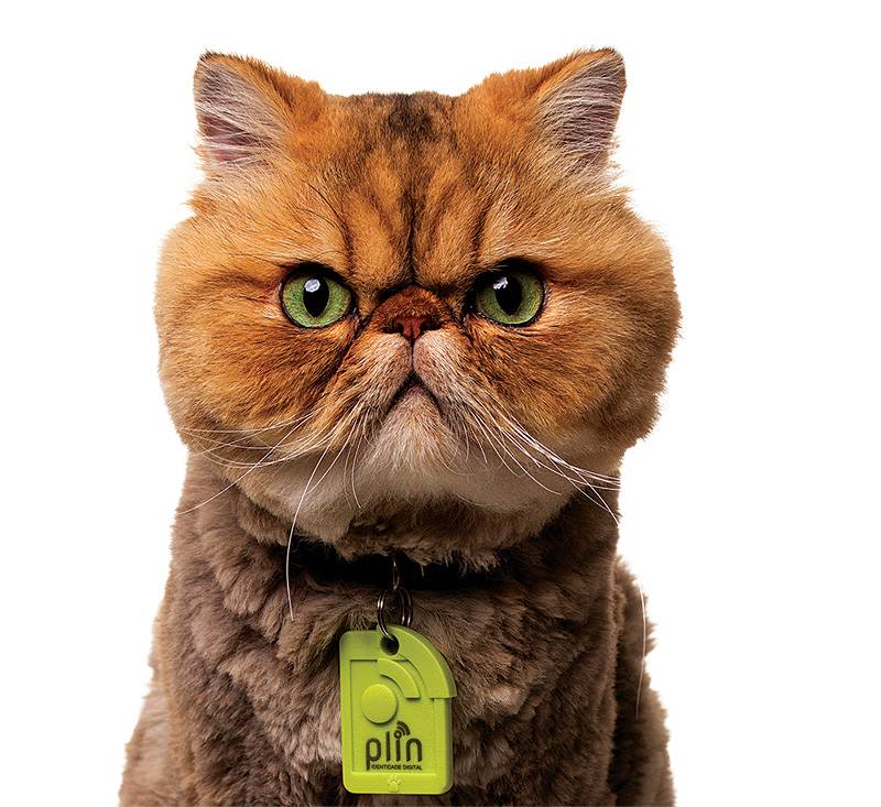Medalha de identificação digital ajuda em caso de perda do pet