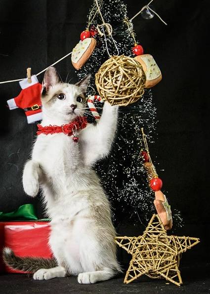 Estúdio na capital faz ensaio fotográfico de Natal com bichinhos de estimação