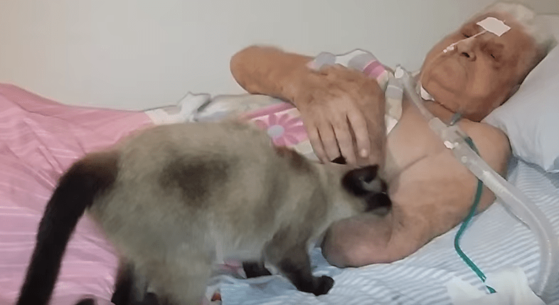 Senhor de 79 anos reencontra gata de estimação após oitenta dias de internação em hospital. Veja vídeo