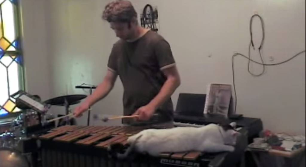 Seleção de ouro: cinco vídeos de gatos musicais