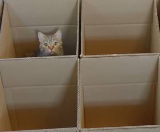 Labirinto de caixas é paraíso para gatos. Veja vídeo