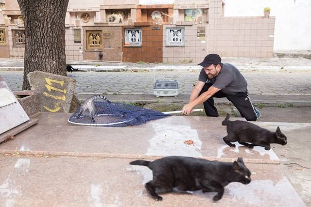 ONG faz protesto contra matança de gatos em cemitério da Zona Leste; eles foram encontrados com cortes no abdômen