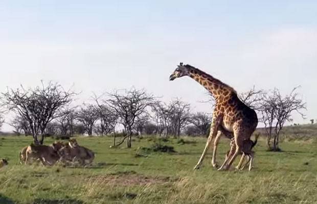 Girafa parte para cima de leões para proteger filhote no Quênia; veja vídeo