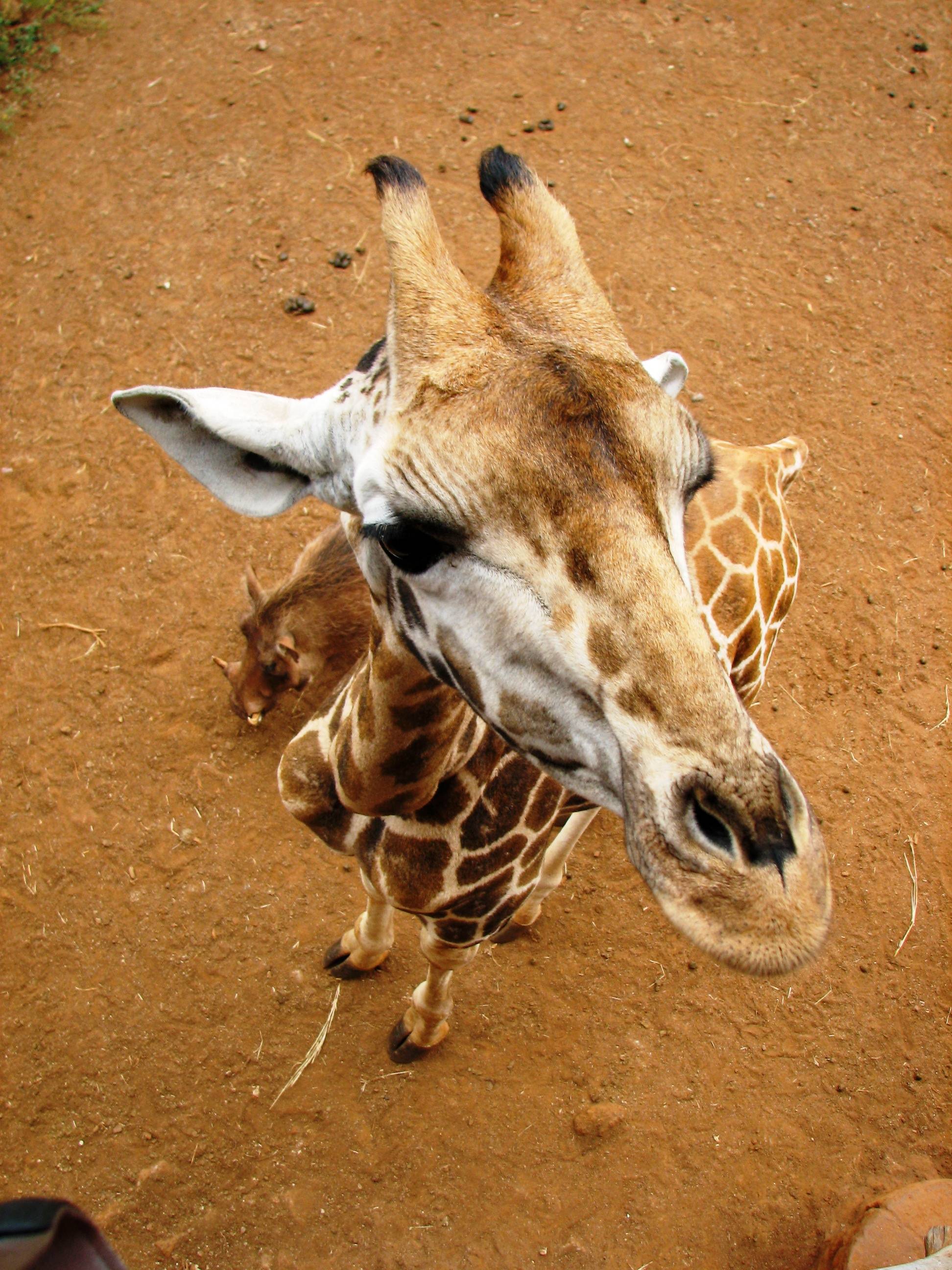 Entenda a brincadeira da girafa no Facebook, que ganhou até site oficial