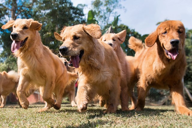 Canil especializado em golden retrievers é um dos principais do país