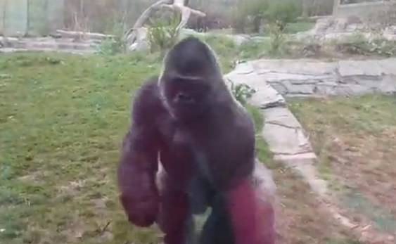 Menina provoca gorila em zoológico, animal se irrita e parte pra cima de visitantes. Veja vídeo