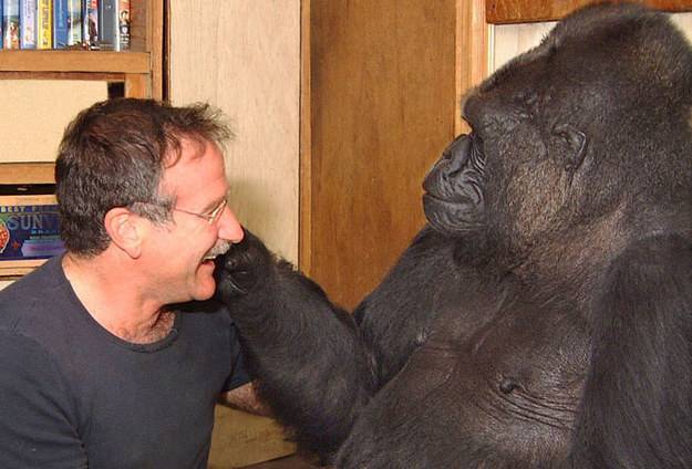 A gorila Koko também sofreu com a morte de Robin Williams