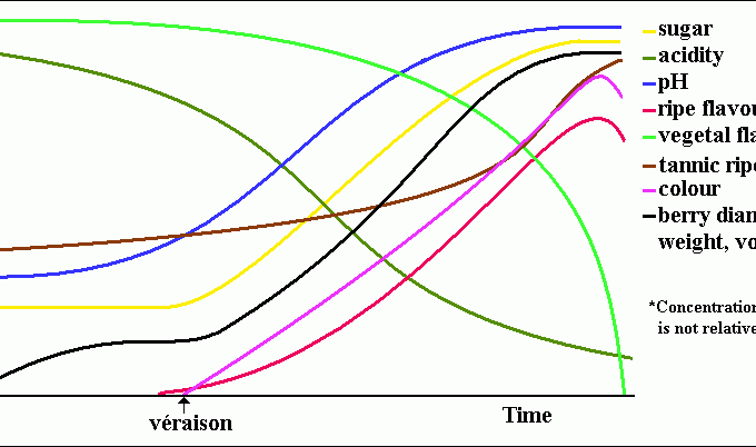 grafico