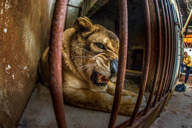 A leoa Helga do zoo de Taboão da Serra é transferida para ONG de proteção animal em Jundiaí