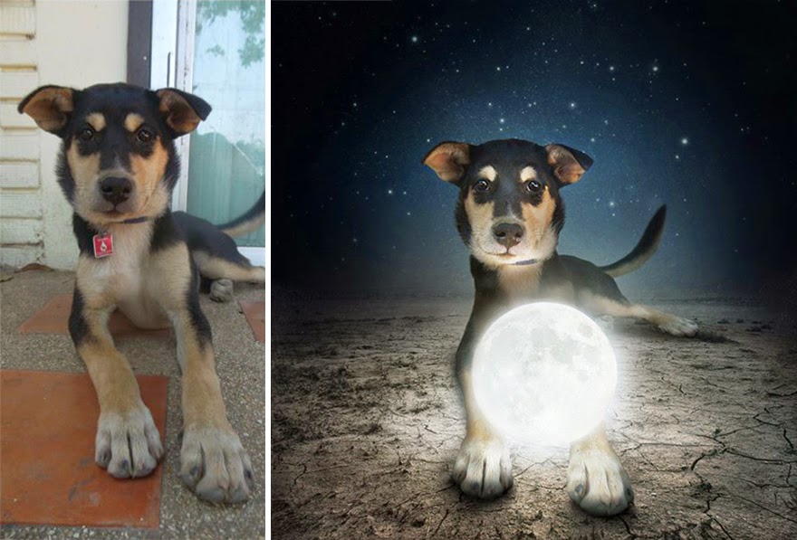 help-dogs-with-images-sarolta-ban-caes-abrigo-adocao-ideia-quente-5