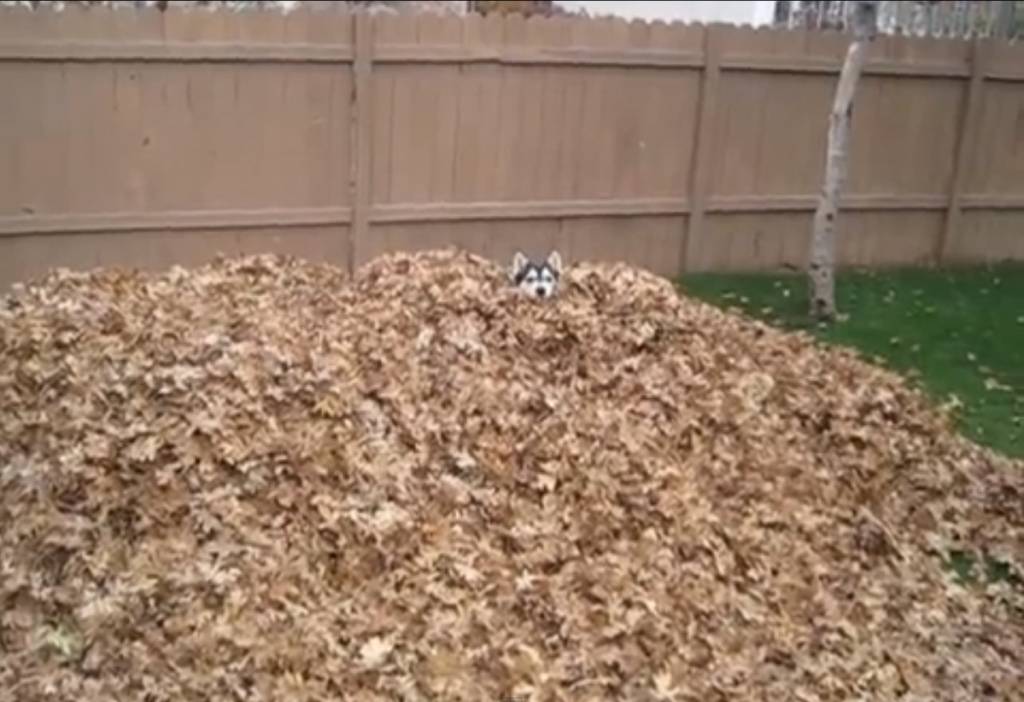 Husky siberiano tem o momento mais feliz de sua vida em uma pilha de folhas secas